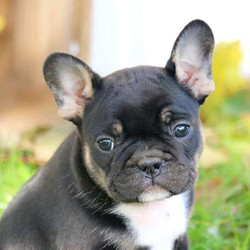 Crunch/French Bulldog/Male/10 Weeks,Crunch is very friendly and comfortable around children. Up to date on his shots and deworming. He is vet checked. He comes already micro-chipped. The breeder provides a 1-year genetic health guarantee. Credit cards are accepted. Crunch is looking for his new family, so hurry! Don't miss out on the pup of a lifetime!