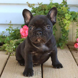 Precious/French Bulldog/Female/10 Weeks,Say hello to Precious! She’s a lively little French Bulldog puppy that can’t wait to spoil you with love! Precious is very friendly and would fit in great with any family. She vets checked and up to date on shots and wormer. She can also be registered with the AKC and comes with a health guarantee provided by the breeder! To welcome this sweetie into your life, please contact the breeder today!