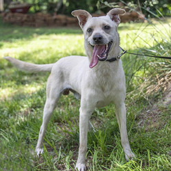 Adopt a dog:Chip/ Feist / Labrador Retriever Mix /Male/Young,Who can resist this charismatic pup's face?Listed breed is an educated guess made by our veterinarian and is NOT a guarantee - this also means we have no way of knowing what his adult size will be.He is currently being fostered in Mississippi and will be transported via Pet Express transport services upon adoption. His adoption fee is $450 and includes neuter, age-appropriate vaccinations, a nose to the tail vet check, and transport costs.