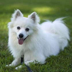 Adopt a dog:Murphy/ American Eskimo Dog Mix /Male/Young ,Murphy tore our of his crate at about a million miles an hour with the happiest look on his face and a tail that doesn't stop. He wants to be friends with you, and you, and you, and you, and literally EVERYBODY. Since he's so active, he needs a home that can meet his energetic needs. Lots of walks, play and most importantly, obedience training. He pulls on a leash and benefits from wearing a harness. He should go to a family that has experience with the Spitz family. He'd do fine with another dog in the family, but older dogs will quickly become annoyed with his type-A personality.He needed and still needs someone that is willing to put the time into working with him. He has not been taught manners or boundaries. I am sure he was a cute pup and was able to do what he wanted. He is a very nice dog but needs an experienced owner that will help him to become the good canine citizen he was meant to be. If you are interested you will want to research the breed. We prefer to adopt to someone experienced with the Spitz family.
