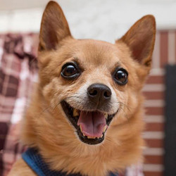 Adopt a dog:Hendrix/Pomeranian / Chihuahua Mix/Male/Adult ,Say “Hi” to Hendrix! Hendrix is a 9 year old Pomeranian/Chihuahua mix that Milwaukee Pets Alive rescued from Milwaukee Animal Control (MADACC). Red/tan in color, Hendrix resembles a little fox and is cute as a button. Besides being adorable, all those that meet this happy little guy who is always “smiling” describe him as the sweetest, friendliest, most phenomenal little soul you will ever meet.When someone says “Hendrix”, “loyal” and “affectionate” are what comes to mind. Hendrix’s first love in life is people. Where the humans are is where Hendrix will be and like a lap dog, if you are sitting somewhere where he can access your lap, he will be on it. His foster family and all that know Hendrix constantly comment on the fact that they have never known a dog that truly craves being held and snuggled all the time as Hendrix does - his joy in life is being with his people. Hendrix is looking for the people that will be as devoted to him as he will be to them. The people who will commit and love him forever, as a beloved member of the family, as a best friend, and as a companion. As attention from humans is what he craves most in life, Hendrix is looking for a forever mom and/or dad with plenty of time to give to Hendrix for love, attention, affection, and exercise (Hendrix lives for walks! Read below) and want to share time with this incredible little guy. Everyone has to work, but if you are always gone and on the go outside of work, Hendrix would not be the companion for you. Hendrix wants someone who wants to hang out with him!