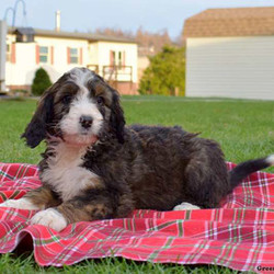 Lacy/Bernedoodle/Female/7 Weeks,Lacy is a cute and curly Bernedoodle puppy that can’t wait to meet you! This cuddly pup is one of a kind and has the most adorable temperament. Lacy is a family raised with children that love to play with her outside. She is vet checked, up to date on shots and wormer plus comes with a health guarantee provided by the breeder! To set up a play date with this cutie, please contact breeder today!