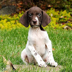 Chase/German Shepherd/Male/6 Weeks,Check out Chase! He is a German Shorthaired Pointer puppy who is sure to win you over with his friendly nature and bubbly personality. Chase is vet checked and up to date on shots and wormer. He can be registered with the AKC, plus comes with a health guarantee provided by the breeder. To find out how you can welcome Chase into your loving home, please contact the breeder today!