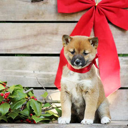 Ginger/Shiba Inu/Female/7 Weeks,Ginger is a lovable Shiba Inu puppy. This friendly pup is up to date on shots and wormer, plus comes with a 30 day health guarantee provided by the breeder. Ginger is family raised and good with children. If you are interested in welcoming her into your family, contact the breeder today!