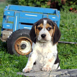 Ajay/Beagle/Male/13 Weeks,Meet Ajay, a playful Beagle puppy. This adventurous little guy has been family raised with children and can be registered with the AKC. Ajay is vet checked, up to date on vaccinations and comes with a one year genetic health guarantee provided by the breeder. If you are interested in welcoming this bouncy pup into your family, contact the breeder today!