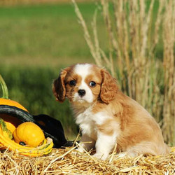 Warby/Cavalier King Charles Spaniel/Male/16 Weeks,Warby is a friendly Cavalier King Charles Spaniel puppy with a face you won’t be able to resist! He is vet checked and up to date on vaccinations plus Warby can be ACA registered and comes with a health guarantee provided by the breeder. Warby is waiting for someone to come along and claim him as their own! If you would like to meet this adorable pup, please call the breeder today!
