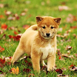 Paige/Shiba Inu/Female/10 Weeks,Paige is fuzzy and sweet Shiba Inu puppy that can’t wait to play in the leaves with you this fall! She is family raised and spoiled with love. Paige’s mom is the family pet that would love to meet you too. She is vet checked and up to date on shots and wormer. She can also be registered with the ACA and comes with a health guarantee provided by the breeder! To set up a play date with this perfect pup, please contact the breeder today!