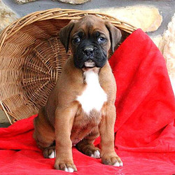 Hope/Boxer/Female/7 Weeks,Say hello to Hope! This stunning gal is a lively Boxer puppy that can’t wait to spoil you with love. Hope has a very sweet nature that would fit in great with any family. She is family raised around children that adore her greatly. Hope is vet checked and up to date on shots and wormer. She can also be registered with the AKC and comes with a health guarantee provided by the breeder! To learn more about this perfect pooch please contact Dave today!