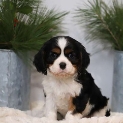Dixon/Cavalier King Charles Spaniel/Male/6 Weeks,Here comes Dixon, a cuddly Cavalier King Charles Spaniel puppy ready to give you lots of puppy kisses! This sweet pup is vet checked and up to date on shots and wormer. Dixon can be registered with the AKC and comes with a health guarantee provided by the breeder. To find out more about this family raised and kid friendly pup, please contact the breeder today!