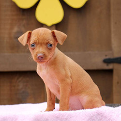 Damon/Miniature Pinscher/Male/8 Weeks,Damon is a precious Miniature Pinscher puppy with a gentle nature. This sweet boy is family raised with children and he loves to cuddle and play. He is vet checked, up to date on shots and wormer, plus comes with a health guarantee provided by the breeder. To find out how you can welcome Damon into your heart and home, please contact the breeder today.