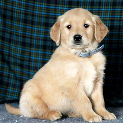 Hogan/Golden Retriever/Male/7 Weeks,Hogan is a friendly Golden Retriever puppy with a fun-loving personality! This well rounded pup is vet checked, up to date on shots and wormer and can be registered with the AKC. He is well socialized being family raised and comes with a 6 month genetic health guarantee provided by the breeder. To find out more about this sharp looking pup, please contact David today!