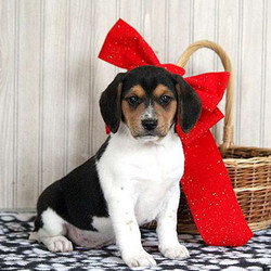 Chip/Beagle/Female/7 Weeks,Let me introduce you Chip, a bubbly Beagle puppy that loves to be near you. This lovely little lady has been family raised with children and can be registered with the AKC. Chip is vet checked, up to date on vaccinations and comes with a health guarantee provided by the breeder. If you are interested in welcoming this playful pup into your family, contact the breeder today!