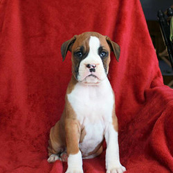 Toby/Boxer/Male/7 Weeks,Here comes Toby! This lively Boxer puppy has a heart of gold and can’t wait to make you smile! Toby is family raised around children that love to spoil him with attention. He is vet checked and up to date on shots and wormer. He can also be registered with the ACA and comes with a 1 year genetic health guarantee provided by the breeder! To welcome this lovely puppy into your home please contact Elam today!