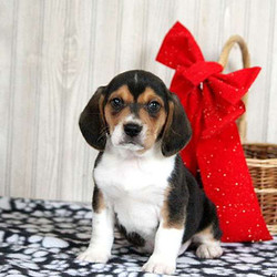 Chuck/Beagle/Female/7 Weeks,Let me introduce you Chuck, a bubbly Beagle puppy that loves to be near you. This lovely little lady has been family raised with children and can be registered with the AKC. Chuck is vet checked, up to date on vaccinations and comes with a health guarantee provided by the breeder. If you are interested in welcoming this playful pup into your family, contact the breeder today!