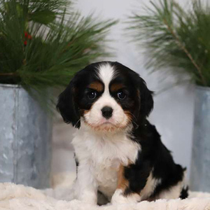 Dixon/Cavalier King Charles Spaniel/Male/6 Weeks Dixon/Cavalier King Charles Spaniel/Male/6 Weeks,Here comes Dixon, a cuddly Cavalier King Charles Spaniel puppy ready to give you lots of puppy kisses! This sweet pup is vet checked and up to date on shots and wormer. Dixon can be registered with the AKC and comes with a health guarantee provided by the breeder. To find out more about this family raised and kid friendly pup, please contact the breeder today!