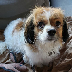 Adopt a dog:Sir Windsor/Cavalier King Charles Spaniel Mix  /Male/Adult,Due to my upbringing, I am very picky. I am not a fan of the younger generation of Windsors — too noisy and not refined. Nor do I wish to share my people with other dogs...I shall be the only dog. I am spoiled that way. It is also my right to take some time to warm up to people. I do not trust everyone right away. One can’t be too careful, you know.However, I am a loyal royal. Once I trust you, I love you with all my heart. While I don’t advertise this, I am silly and goofy. I enjoy a good walk through my kingdom, but do not need to go for a long one. However, if it’s nice and you want to go farther, I am ready to go.