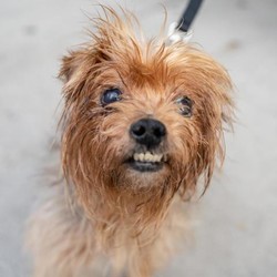 Adopt a dog:Minnie/ Yorkshire Terrier Mix/Female/Senior,Meet Minnie! This endearing senior gal is looking for a loving family to spend her golden years in. She is a low-key and well-mannered lady who doesn't need much to be content. Minnie would appreciate a quiet household where she can relax by your side and rock her bedhead in peace. You will be glad to have this girl in your house! Come and meet her!