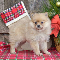 Ribbon/Pomeranian/Female/7 Weeks,This adorable ball of fluff is Ribbon, a sweet Pomeranian puppy that is sure not to disappoint you! She is up to date on vaccinations and dewormer plus has been vet checked. She is also family raised with children and comes with a health guarantee that is provided by the breeder. Ribbon is socialized and ready to brighten your day! If you would like to find out more about this precious pup, please call the breeder today!