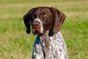 German Shorthaired Pointer