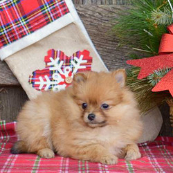 Reba/Pomeranian//,This adorable ball of fluff is Reba, a sweet Pomeranian puppy that is sure not to disappoint you! She is up to date on vaccinations and dewormer plus has been vet checked. She is also family raised with children and comes with a health guarantee that is provided by the breeder. Reba is socialized and ready to brighten your day! If you would like to find out more about this precious pup, please call the breeder today!