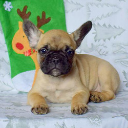 Kylie/French Bulldog/Female/20 Weeks,Meet Kylie, a cute French Bulldog puppy who is vet checked and up to date on shots and dewormer. This friendly little girl is being family raised with children and is well socialized. Kylie comes with a 30 day health guarantee provided by the breeder and she loves to cuddle. If you are interested in welcoming her into your heart and home, contact the breeder today!