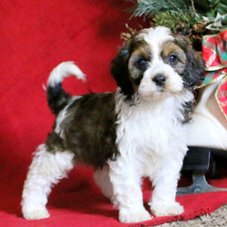Kyle/Cockapoo/Male/7 Weeks,Search no further, Kyle is the Cockapoo puppy of your dreams! This adorable pup is well socialized being family raised and comes with a 6 month genetic health guarantee that is provided by the breeder. He is also vet checked, up to date on vaccinations and dewormer and both of his parents are the family’s beloved pets who are available to meet as well. To welcome Kyle into your loving family, please contact the breeder today.