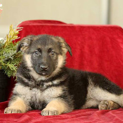 Jade/German Shepherd/Female/16 Weeks,Meet Jade, a sweet German Shepherd puppy. This pup is vet checked and up to date on shots and wormer. She can be registered with the AKC and comes with a 30 day health guarantee provided by the breeder. If you are interested in welcoming Jade into your family, contact the breeder today!