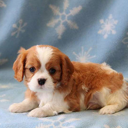 Theo/Cavalier King Charles Spaniel/Male/6 Weeks,Say hello to Theo! This darling Cavalier King Charles Spaniel loves to cuddle and can’t wait to be your new best friend. He is vet checked and up to date on shots and wormer. He can also be registered with the ACA and comes with a health guarantee provided by the breeder! To welcome this cutie into your life please contact the breeder today!