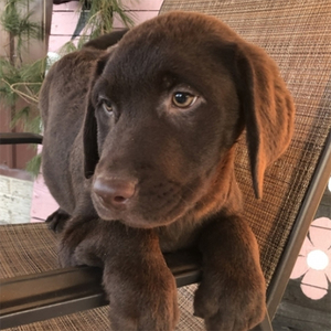 Liz/Labrador-Retriever/Female/17 Weeks Adopt a dog:Liz/Labrador-Retriever/Female/17 Weeks,Stop right there, and look no further! Liz is the one you have been looking for. She will win your heart with her first puppy kiss. Liz is the perfect cuddle buddy. She is always ready to curl up with you and snuggle up right next to you. She is very sweet and I'm sure you'll fall in love with her at first sight. She will be coming home to you up to date on vaccinations and pre-spoiled. Don't pass up on this baby because she can't wait to meet you!