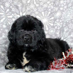Snowflake/Newfoundland/Female/9 Weeks,Check out Snowflake! She is a beautiful Newfoundland puppy with a soft and fluffy coat. This friendly gal is vet checked and up to date on shots and wormer. She can be registered with the AKC, plus comes with a health guarantee provided by the breeder. Snowflake has a bubbly personality and she loves to romp around and play. To learn more about this charming pup, please contact the breeder today!