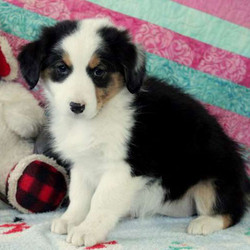 Alice/Australian Shepherd/Female/13 Weeks,Alice is a well socialized Australian Shepherd puppy that loves to cuddle. This darling pup is vet checked, up to date on shots and wormer comes with a health guarantee provided by the breeder. Alice is family raised with children and would make a great addition to anyone’s family. If you would like to give this wonderful puppy a forever home, please contact the breeder today!
