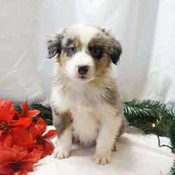 Molly/Australian Shepherd/Female/11Weeks,Meet Molly, a playful Australian Shepherd puppy who is being family raised with children. This cute pup is vet checked, up to date on shots and dewormer, plus comes with a one year genetic health guarantee provided by the breeder. Molly has already been microchipped and she can’t wait to meet you! If you would like to welcome this sweet girl into your family, contact the breeder today!