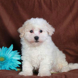 Dexter/Bichon Frise/Male/11 Weeks,Check out Dexter! This sweet Bichon Frise pup is vet checked, up to date on shots and dewormer, plus the breeder provides a 30 day health guarantee. Dexter loves to play and is ready to snuggle his way into your heart. If you would like to welcome him into your family, contact the breeder today!