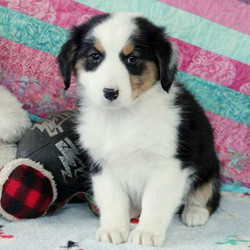 Alice/Australian Shepherd/Female/13 Weeks,Alice is a well socialized Australian Shepherd puppy that loves to cuddle. This darling pup is vet checked, up to date on shots and wormer comes with a health guarantee provided by the breeder. Alice is family raised with children and would make a great addition to anyone’s family. If you would like to give this wonderful puppy a forever home, please contact the breeder today!