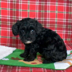 Bambi/Maltipoo/Female/11 Weeks,Say hello to Bambi, a shy Maltipoo puppy ready to cuddle up with you! This happy pup will be vet checked, up to date on shots and wormer, plus comes with a health guarantee provided by the breeder. Bambi is family raised with children and would make a sweet addition to anyone’s family. To find out more about this kissable pup, please contact Levi today!