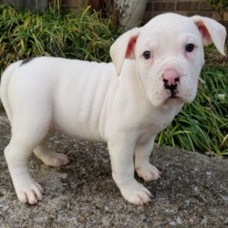Blanca/American Bulldog/Female/14 Weeks,“Well, hello there! My name is Blanca, and it’s a pleasure to meet you. I am looking for the perfect family for me. I love being the center of attention and making my friends and family laugh. I am the all-around perfect pup! I look forward to my walks and nap times. Just put on a good movie and I will be there curled up right next to you before you know it. I promise to come home up to date on my puppy vaccinations and pre-spoiled. I am a very happy, healthy puppy and I am sure I will make that perfect addition to your loving family. Make me the newest member and I will be sure to have puppy kisses waiting just for you.”