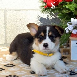 Tina/Pembroke Welsh Corgi/Female/9 Weeks,Meet Tina, a friendly Pembroke Welsh Corgi puppy who is quite playful.Tina is being family raised around children and is well socialized. This pup can be registered with the ACA, plus comes with a health guarantee provided by the breeder. She is vet checked and up to date on shots and wormer. To learn more about Tina, please contact the breeder today!