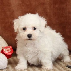 Mr Claus/Bichon Frise/Male/13 Weeks,Mr Claus is an adorable Bichon Frise puppy who is full of fun and spunk. This fabulous pup is prepared to join in all the fun at your place. Mr Claus has been vet checked, is up to date on shots and wormer and comes with a health guarantee provided by the breeder. Plus, he can be registered with the AKC. If you would like to welcome Mr Claus as the newest member of your family, please contact the breeder today!