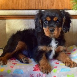 Ceasar/Cavalier King Charles Spaniel/Male/15 Weeks,Say hello to Ceasar! He is a cute Cavalier puppy with lots of spunk. This sweet pup is vet checked and up to date on shots and wormer. He can be registered with the ICA, plus comes with a health guarantee provided by the breeder. Ceasar is family raised with children and is well socialized. His friendly mother is the family pet and is available to meet. To learn more about Ceasar, please contact the breeder today!