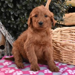 Zola/Goldendoodle/Female/12 Weeks,Meet Zola, a playful Standard Goldendoodle puppy. This jolly pup is vet checked, up to date on shots and wormer plus he comes with a health guarantee provided by the breeder. to arrange a visit with Zola and learn more about this pup, call the breeder today!