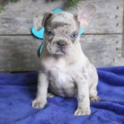 Pearl/French Bulldog/Female/20 Weeks,Meet Pearl, a beautiful “blue merle” French Bulldog puppy ready to be your new best friend! This personable pup is vet checked and up to date on shots and wormer. Pearl can be registered with the AKC, comes micro-chipped and with a 1 year genetic health guarantee provided by the breeder. This sweet pup is family raised and comfortable around children. To find out more about Pearl, please contact Chris today!