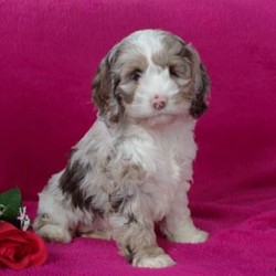 Candy/Cockapoo/Female/10 Weeks,Candy is a sharp looking Cockapoo puppy that can’t wait to spoil you with love. This curly cutie is one of a kind and can’t wait to meet you! Candy is vet checked and up to date on shots and wormer. She also comes with a health guarantee provided by the breeder. To welcome this perfect pooch into your home, please contact Jacob today.