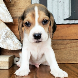 Murphy/Beagle/Male/11 Weeks,Meet Murphy! This gorgeous boy is ready to make you his new best friend. Murphy is full of energy and spunk, and can’t wait to come home to you for belly rubs. He’s always ready to play and hopes you are too! He will be up to date on his vaccinations and pre-spoiled before coming to his new home. Make Murphy part of your family today; you’ll be glad you did!