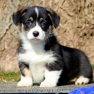 Darla/Pembroke Welsh Corgi/Female/11 Weeks Darla/Pembroke Welsh Corgi/Female/11 Weeks,Meet Darla, a lovely Welsh Corgi puppy who is fun and playful. This pup is vet checked, up to date on shots and wormer plus the breeder provides a 1 year genetic health guarantee. And, Darla can be registered with the ACA. To learn more about this happy gal, call the breeder today!