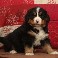 Brumby/Bernese Mountain Dog/Male/11 Weeks,Say hello to sweet Brumby, a Bernese Mountain Dog puppy! This fluffy pup is vet checked, up to date on shots and dewormer, plus comes with a 30 day health guarantee provided by the breeder. Brumby can be registered with the AKC and has a very outgoing personality. If you would like to meet this happy guy and learn more about welcoming him into your heart and home, contact the breeder today!