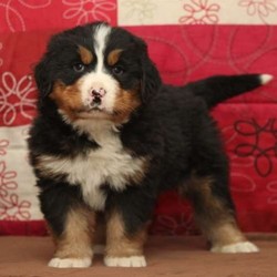Brumby/Bernese Mountain Dog/Male/11 Weeks,Say hello to sweet Brumby, a Bernese Mountain Dog puppy! This fluffy pup is vet checked, up to date on shots and dewormer, plus comes with a 30 day health guarantee provided by the breeder. Brumby can be registered with the AKC and has a very outgoing personality. If you would like to meet this happy guy and learn more about welcoming him into your heart and home, contact the breeder today!