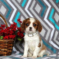 Everett/Cavalier King Charles Spaniel/Male/14 Weeks,Everett is an energetic Cavalier puppy with lots of spunk. This friendly guy is vet checked and up to date on shots and wormer. He can be registered with the AKC, plus comes with a health guarantee provided by the breeder. Everett is family raised with children and he loves to run and play. To learn more about this precious pup, please contact the breeder today!