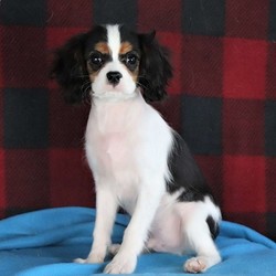 Jace/Cavalier King Charles Spaniel/Male/17 Weeks,Here comes Jace, an adorable Cavalier King Charles Spaniel puppy ready to give you lots of puppy kisses! This kind pup is vet checked and up to date on shots and wormer. Jace can be registered with the AKC and comes with a 1 year genetic health guarantee provided by the breeder. To find out more about this family raised and kid friendly pup, please contact Irma today!