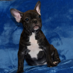 Torry/French Bulldog/Male/18 Weeks,Meet our little prince, Torry! He loves to wake up early and take long morning walks in the fresh air. Torry has his favorite toys and can play all day. He will make a great family companion and can’t wait to get home to you. Torry will have a complete nose to tail vet check and arrive up to date on his vaccinations. He’s ready to meet his new family! Hurry! Don’t let him pass you by!