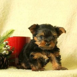 Kenny/Yorkshire Terrier/Female/14 Weeks,This sweet & spunky bundle of joy is waiting for you to welcome him into your heart and home. Kenny has a sweet personality, being raised with the Stoltzfus family, he will make a great family pet. He has been vet checked and is up to date on all shots and wormer. The breeder will provide a 30 day health guarantee and Kenny can be registered with the ACA. Please contact Mary Stoltzfus today for more information and to set up a time for you to meet the newest member of your family!